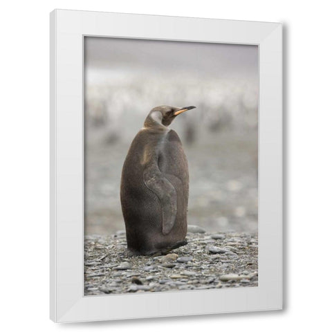 Antarctica, A dark morph of a king penguin White Modern Wood Framed Art Print by Grall, Don