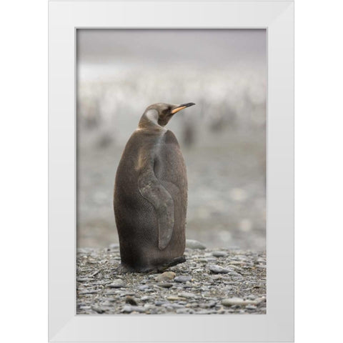 Antarctica, A dark morph of a king penguin White Modern Wood Framed Art Print by Grall, Don