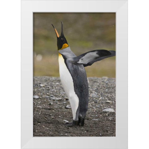 Antarctica, Salisbury Plain King penguin trumpts White Modern Wood Framed Art Print by Grall, Don