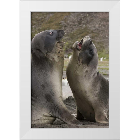 Antarctica, St Andrews Southern Elephant Seals White Modern Wood Framed Art Print by Grall, Don