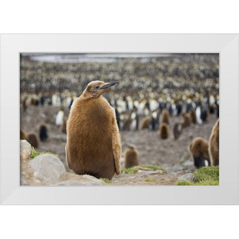 Antarctica, St Andrews Bay King penguin chick White Modern Wood Framed Art Print by Grall, Don