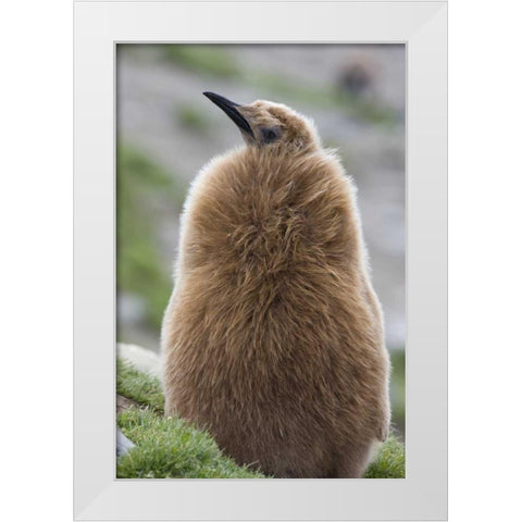 Antarctica, St Andrews Bay King penguin chick White Modern Wood Framed Art Print by Grall, Don