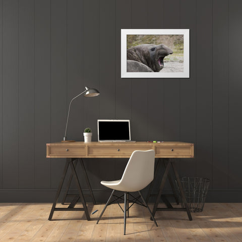 Antarctica, St Andrews Southern Elephant Seal White Modern Wood Framed Art Print by Grall, Don