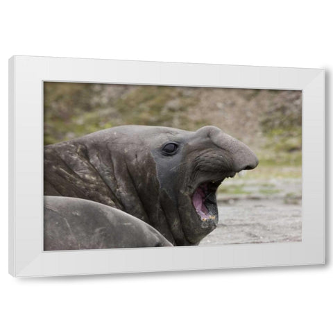 Antarctica, St Andrews Southern Elephant Seal White Modern Wood Framed Art Print by Grall, Don