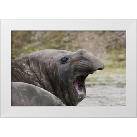 Antarctica, St Andrews Southern Elephant Seal White Modern Wood Framed Art Print by Grall, Don