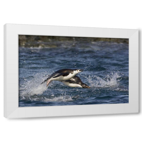 Antarctica, Adelie penguins porpoising White Modern Wood Framed Art Print by Grall, Don
