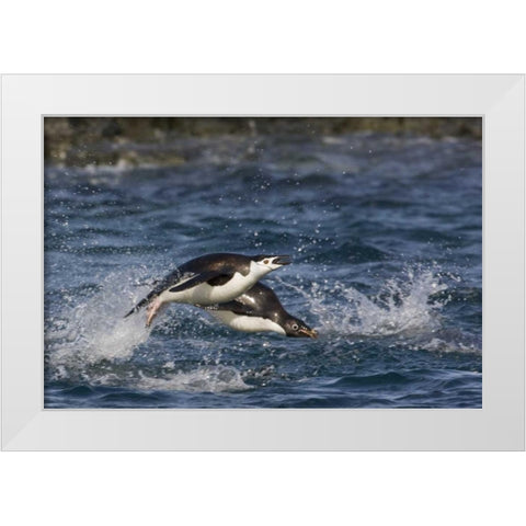 Antarctica, Adelie penguins porpoising White Modern Wood Framed Art Print by Grall, Don