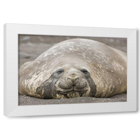 Antarctica, Livingston Is Southern elephant seal White Modern Wood Framed Art Print by Grall, Don