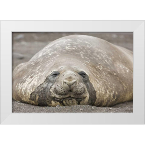 Antarctica, Livingston Is Southern elephant seal White Modern Wood Framed Art Print by Grall, Don