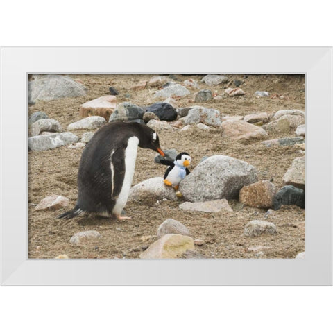Antarctica, Neko Harbor Curious gentoo penguin White Modern Wood Framed Art Print by Grall, Don