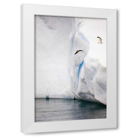 Antarctica Adelie penguin diving off an iceberg White Modern Wood Framed Art Print by Grall, Don