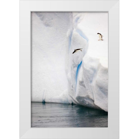 Antarctica Adelie penguin diving off an iceberg White Modern Wood Framed Art Print by Grall, Don