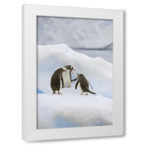 Antarctica, Neko Harbor Gentoo penguins quabble White Modern Wood Framed Art Print by Grall, Don