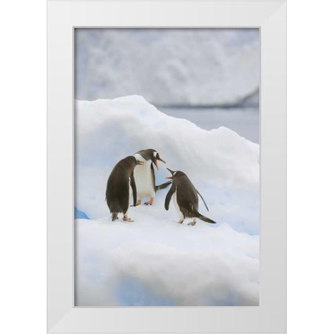 Antarctica, Neko Harbor Gentoo penguins quabble White Modern Wood Framed Art Print by Grall, Don