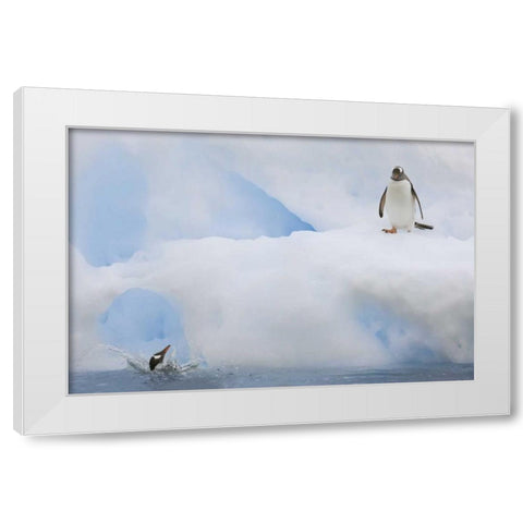 Antarctica Gentoo penguins on an iceberg White Modern Wood Framed Art Print by Grall, Don