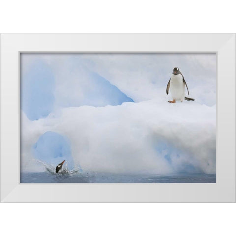 Antarctica Gentoo penguins on an iceberg White Modern Wood Framed Art Print by Grall, Don
