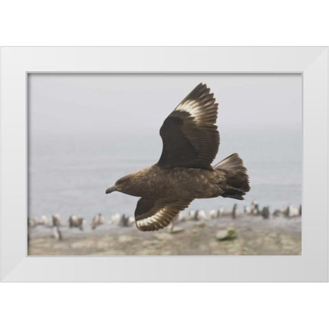 Antarctica, Brown skua soars over penguin colony White Modern Wood Framed Art Print by Grall, Don