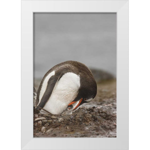 Antarctica A gentoo penguin with chick at nest White Modern Wood Framed Art Print by Grall, Don