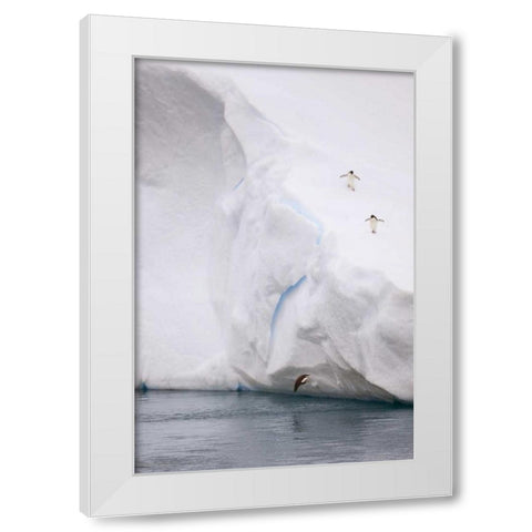Antarctica Adelie penguin diving off an iceberg White Modern Wood Framed Art Print by Grall, Don