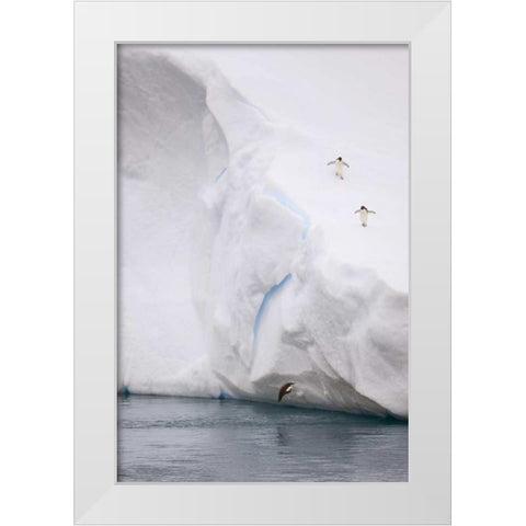 Antarctica Adelie penguin diving off an iceberg White Modern Wood Framed Art Print by Grall, Don