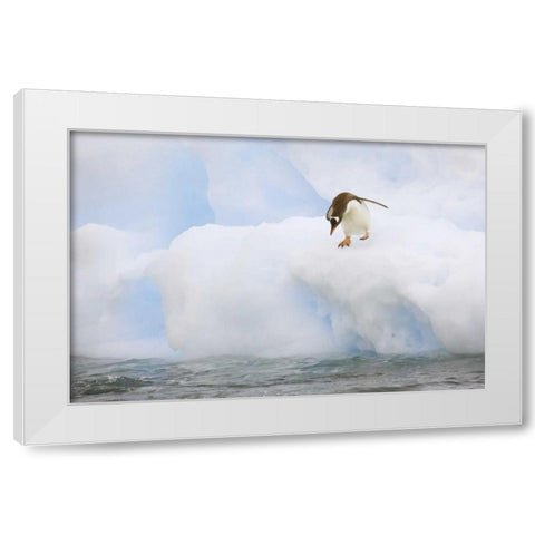 Antarctica, Gentoo penguin prepares to dive White Modern Wood Framed Art Print by Grall, Don