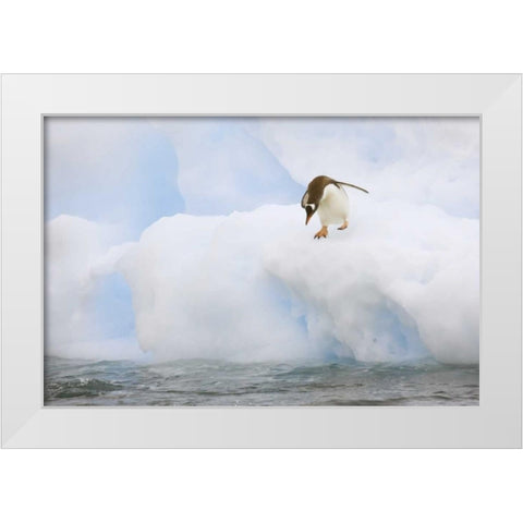 Antarctica, Gentoo penguin prepares to dive White Modern Wood Framed Art Print by Grall, Don
