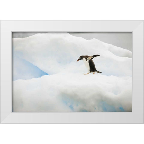 Antarctica A gentoo penguin on an iceberg White Modern Wood Framed Art Print by Grall, Don