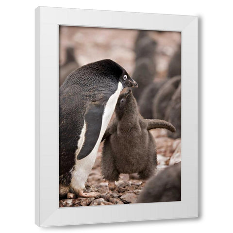 Antarctica, Adelie penguin chick begs for food White Modern Wood Framed Art Print by Grall, Don