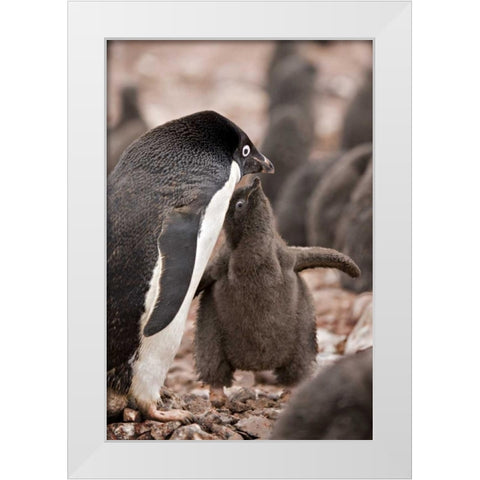 Antarctica, Adelie penguin chick begs for food White Modern Wood Framed Art Print by Grall, Don