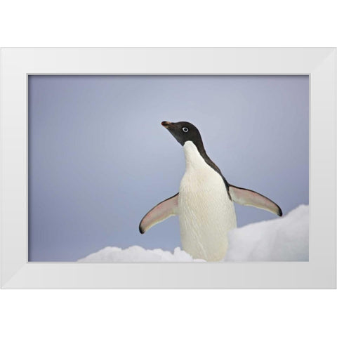 Antarctica, An adult Adelie penguin stretches White Modern Wood Framed Art Print by Grall, Don