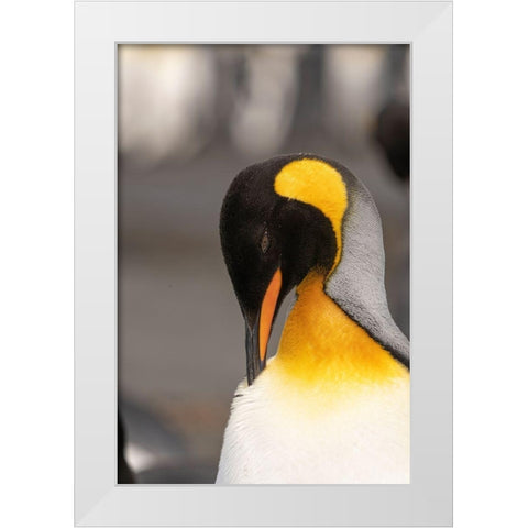 Antarctica-South Georgia Island-Right Whale Bay King penguin preening  White Modern Wood Framed Art Print by Jaynes Gallery