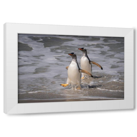 Falkland Islands-Grave Cove Gentoo penguins returning from ocean  White Modern Wood Framed Art Print by Jaynes Gallery