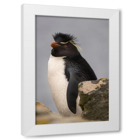 Falkland Islands-New Island Close-up of rockhopper penguin  White Modern Wood Framed Art Print by Jaynes Gallery