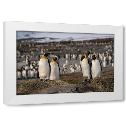 Antarctica-South Georgia Island-St Andrews Bay King penguins at their nests  White Modern Wood Framed Art Print by Jaynes Gallery