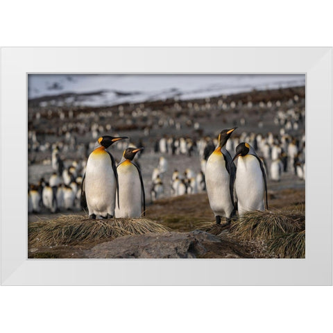 Antarctica-South Georgia Island-St Andrews Bay King penguins at their nests  White Modern Wood Framed Art Print by Jaynes Gallery