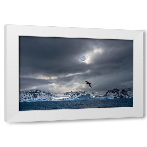 Antarctica-South Georgia Island Stormy sunset on glacier and flying bird  White Modern Wood Framed Art Print by Jaynes Gallery