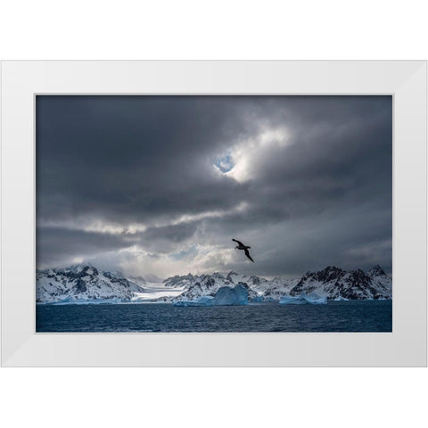 Antarctica-South Georgia Island Stormy sunset on glacier and flying bird  White Modern Wood Framed Art Print by Jaynes Gallery