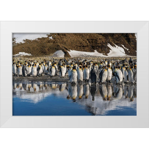 Antarctica-South Georgia Island-Salisbury Plain King penguins reflect in meltwater pond  White Modern Wood Framed Art Print by Jaynes Gallery