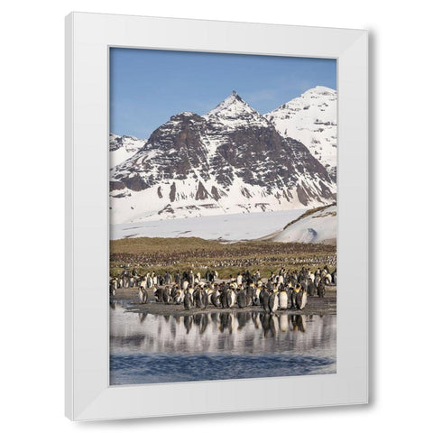 Antarctica-South Georgia Island-Salisbury Plain King penguins on beach  White Modern Wood Framed Art Print by Jaynes Gallery