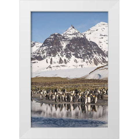 Antarctica-South Georgia Island-Salisbury Plain King penguins on beach  White Modern Wood Framed Art Print by Jaynes Gallery