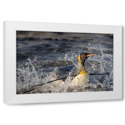 Antarctica-South Georgia Island-Salisbury Plain King penguin emerging from surf  White Modern Wood Framed Art Print by Jaynes Gallery