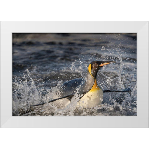 Antarctica-South Georgia Island-Salisbury Plain King penguin emerging from surf  White Modern Wood Framed Art Print by Jaynes Gallery
