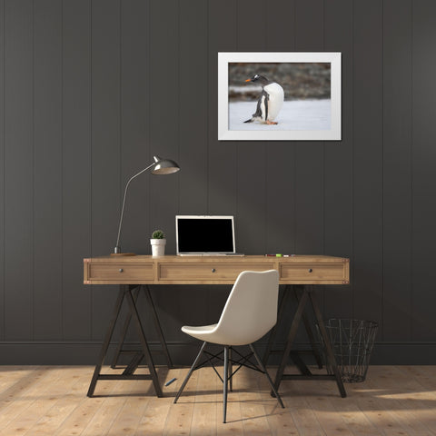 Antarctica-South Georgia Island-Stromness Bay Gentoo penguin close-up  White Modern Wood Framed Art Print by Jaynes Gallery