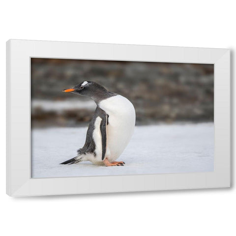 Antarctica-South Georgia Island-Stromness Bay Gentoo penguin close-up  White Modern Wood Framed Art Print by Jaynes Gallery