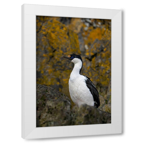 Antarctica-South Georgia Island-Undine Harbor North Antarctic blue-eyed shag close-up  White Modern Wood Framed Art Print by Jaynes Gallery