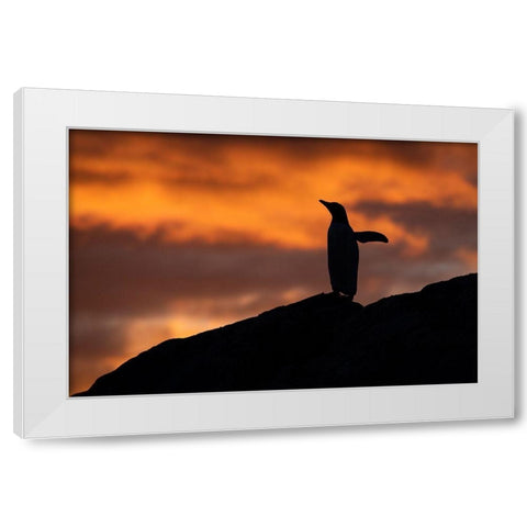 Antarctica-Paradise Harbor aka Paradise Bay Silhouette of gentoo penguins with polar sunset White Modern Wood Framed Art Print by Hopkins, Cindy Miller