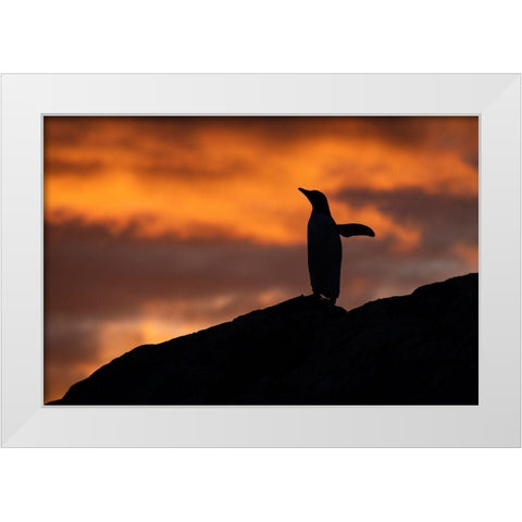 Antarctica-Paradise Harbor aka Paradise Bay Silhouette of gentoo penguins with polar sunset White Modern Wood Framed Art Print by Hopkins, Cindy Miller