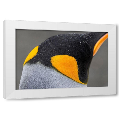 South Georgia-Gold Harbour aka Gold Harbor Detail of raindrops on King penguin feathers White Modern Wood Framed Art Print by Hopkins, Cindy Miller