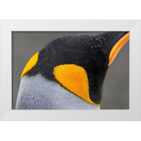 South Georgia-Gold Harbour aka Gold Harbor Detail of raindrops on King penguin feathers White Modern Wood Framed Art Print by Hopkins, Cindy Miller