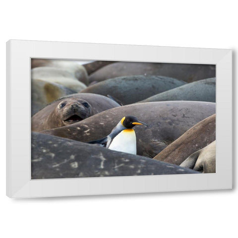 Southern Ocean-South Georgia-A king penguin-elephant seals lying on the beach White Modern Wood Framed Art Print by Goff, Ellen B.